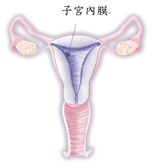 子宮內膜