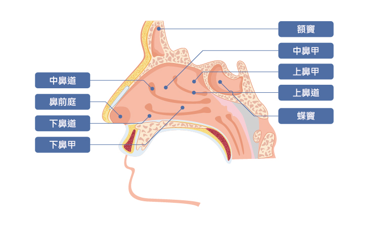 戴志展醫師|鼻塞或流鼻涕不一定是真的鼻過敏