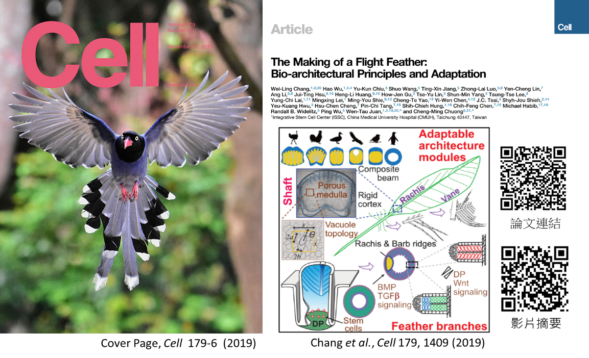 由本中心阮文滔副研究員及南加大鍾正明教授所領導的國際跨領域團隊，在鳥羽再生與仿生材料開發的開創性突破