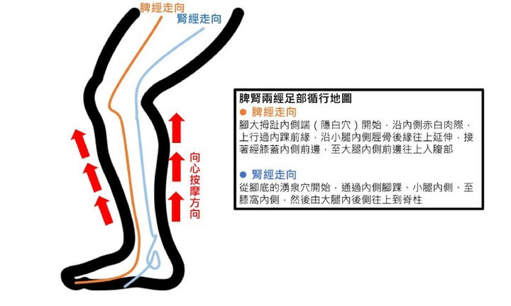 脾腎兩經足部循行地圖