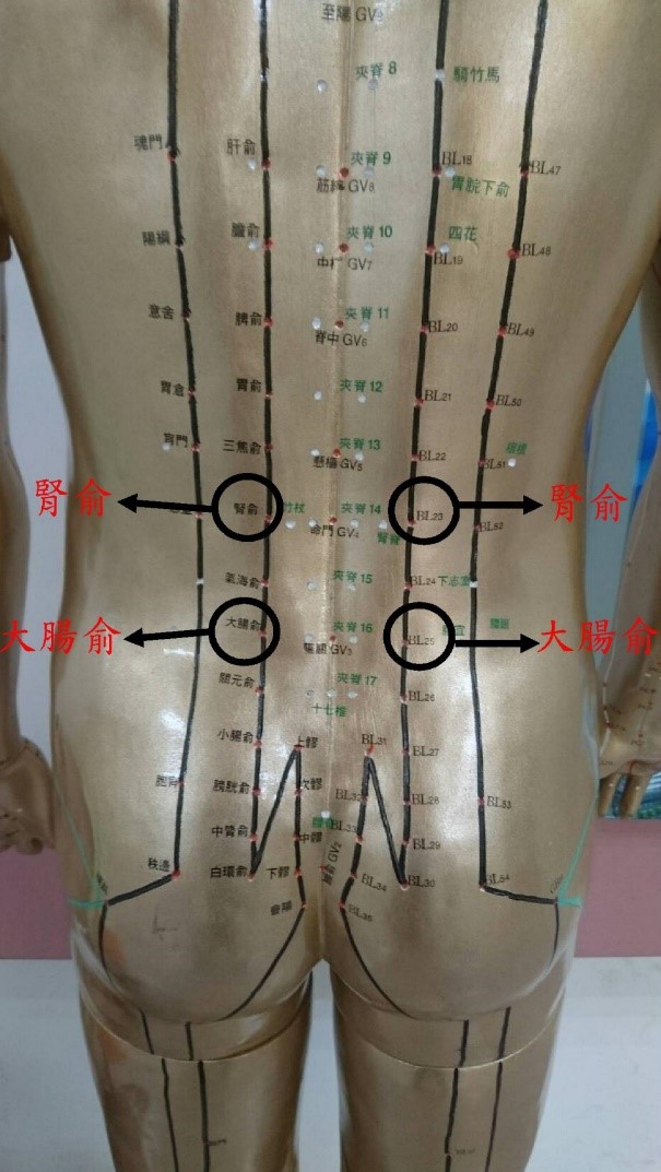 腎俞、大腸俞為背後常用來治療腰酸痛的穴道。