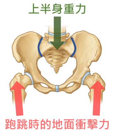 骨盆幫助保持穩定