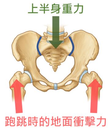 骨盆幫助保持穩定