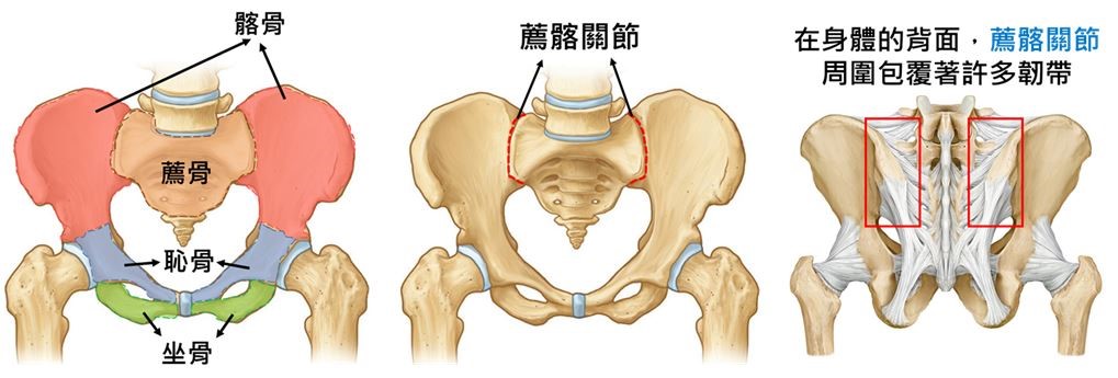 骨盆的結構