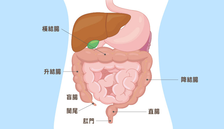 《癌篩好康報》50後，這樣拒絕大腸癌