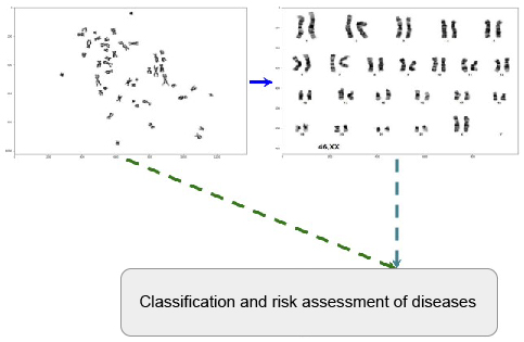 Schematic diagram of abnormal chromosome amount detection and automatic arrangement