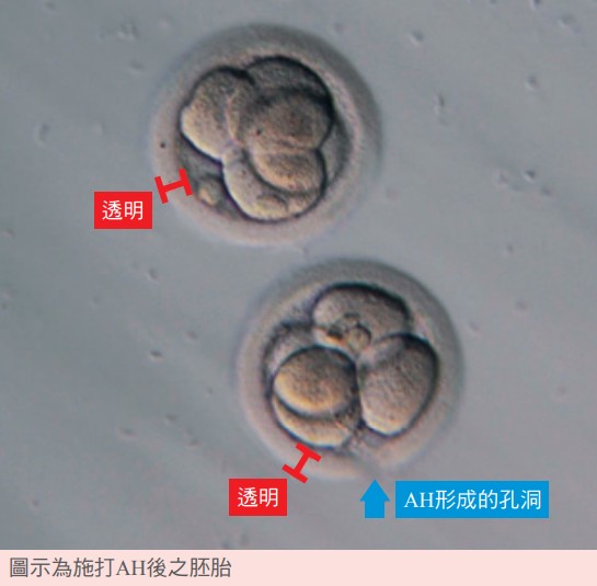 圖示為施打AH後之胚胎