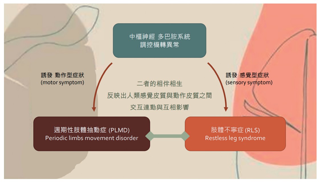 中樞神經多巴胺系統