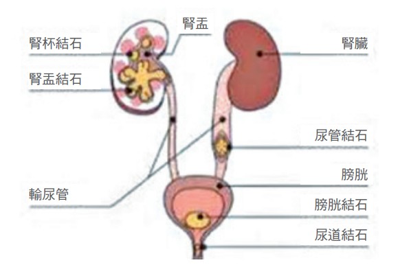 泌尿系統