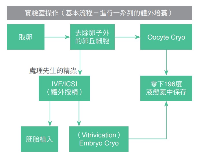 實驗室操作（基本流程－進行一系列的體外培養）