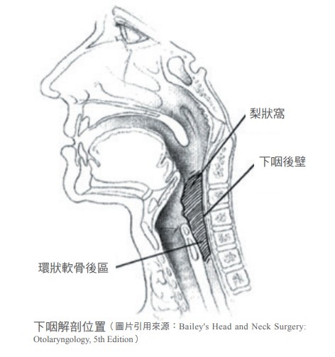 下咽解剖位置