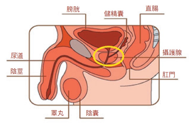 攝護腺