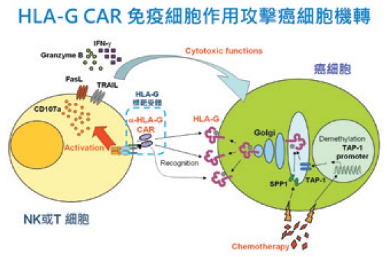 HLA-G CAR 免疫細胞作用攻擊癌細胞機轉