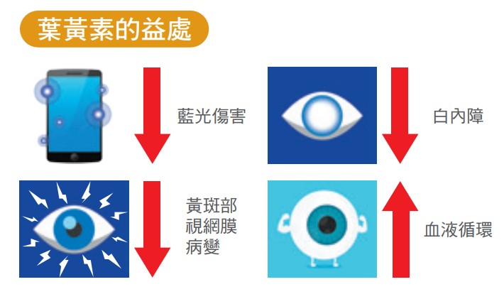 葉黃素的益處