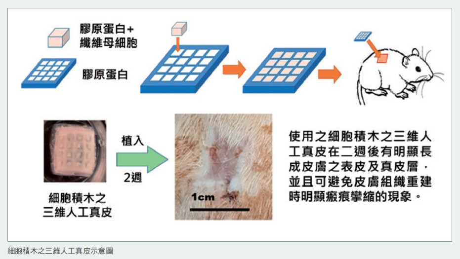 細胞積木之三維人工真皮示意圖