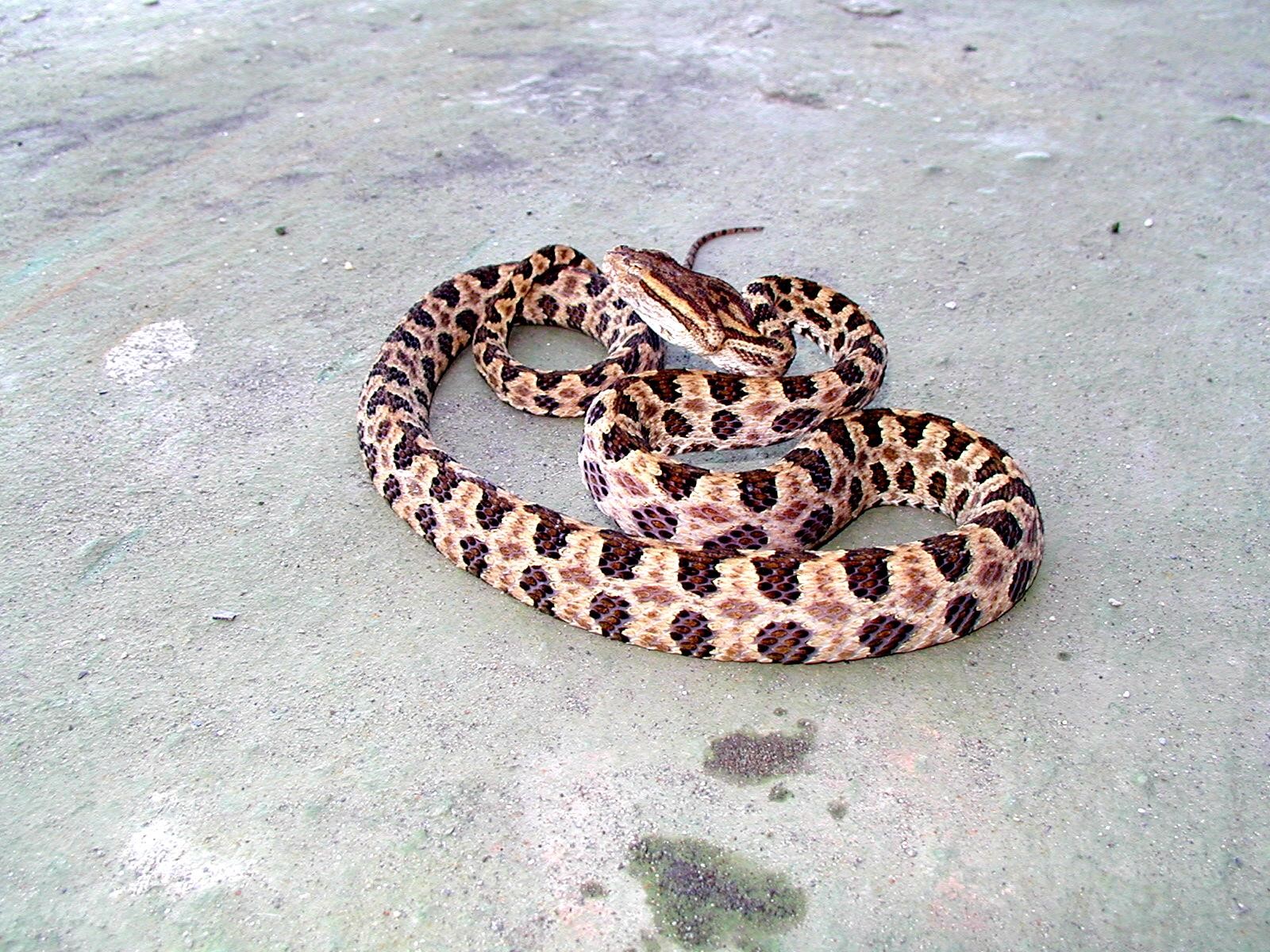 Venomous Snakes in Taiwan 台灣的毒蛇 | 衛教單張 - China Medical