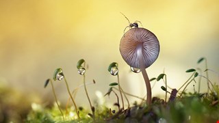 115年春節與228連假看診情形