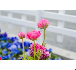 Asparaginase 認識化療藥品Asparaginase
