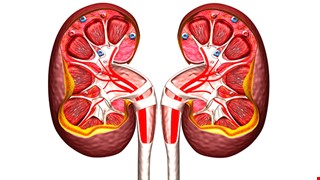 護腎檢查33制 