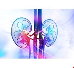 What is automated peritoneal dialysis? 「全自動腹膜透析」是什麼？