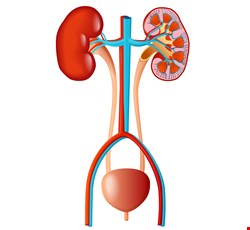 Home care to prevent urinary tract infection in infants and young children 預防嬰幼兒泌尿道感染的居家護理
