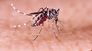 Dengue fever 登革熱