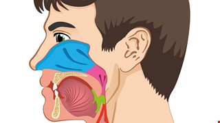 Hypopharyngeal Cancer 下咽癌