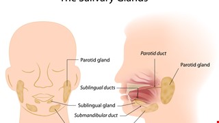 Salivary gland disease 了解唾液腺