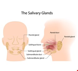 Common Salivary Gland Diseases 常見的唾液腺疾病