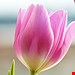 達文西機器手臂系統於婦產科方面的應用