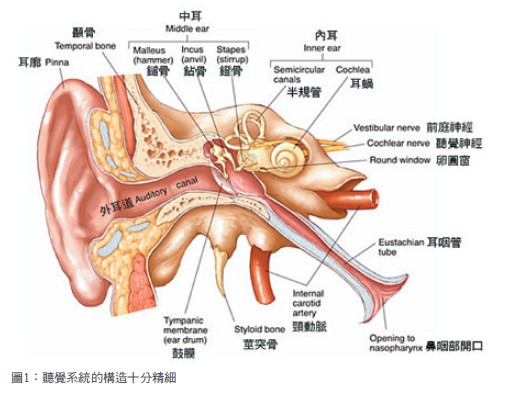 圖1：聽覺系統的構造十分精細