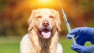 狂犬病之預防與治療