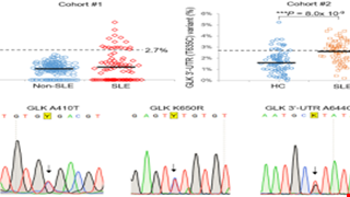 Genomic sequencing and functional analyses identify MAP4K3/GLK germline and somatic variants associated with systemic lupus erythematosus