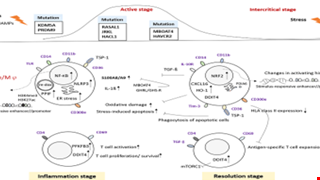 Assessing the Immune Cell Subset and Genetic Mutations in Patients With Palindromic Rheumatism Seronegative for Rheumatoid Factor and Anti-Cyclic Citrullinated Peptide