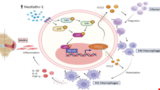 Nesfatin-1 Stimulates CCL2-dependent Monocyte Migration And M1 Macrophage Polarization: Implications For Rheumatoid Arthritis Therapy