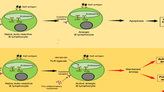 Cellular pathways and molecular events that shape autoantibody production in COVID-19