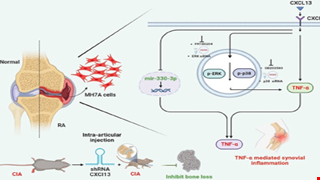 CXCL13 promotes TNF-α synthesis in rheumatoid arthritis through activating ERK/p38 pathway and inhibiting miR-330-3p generation