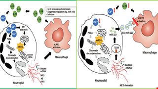 MicroRNA-223 inhibits neutrophil extracellular traps formation through regulating calcium influx and small extracellular vesicles transmission