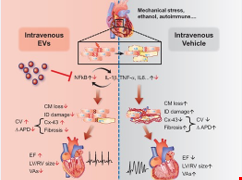 Extracellular vesicles from immortalized cardiosphere-derived cells attenuate arrhythmogenic cardiomyopathy in desmoglein-2 mutant mice