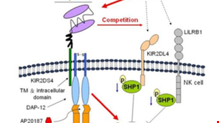 Targeting human leukocyte antigen G with chimeric antigen receptors of natural killer cells convert immunosuppression to ablate solid tumors.