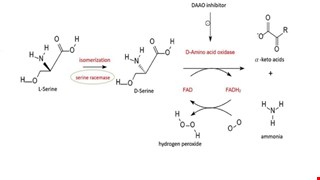 Targeting D-Amino Acid Oxidase (DAAO) for the Treatment of Schizophrenia: Rationale and Current Status of Research