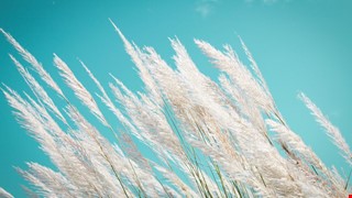  世衛促全球推動 C 肝篩檢治療