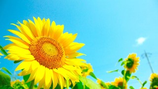  國人髖關節骨折發生率 亞洲居冠