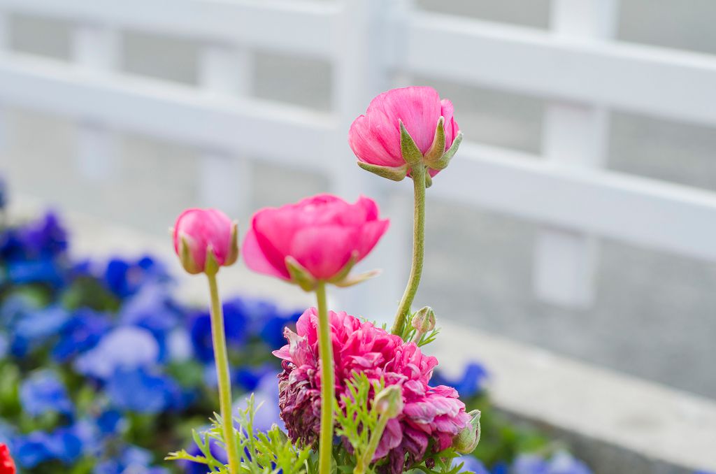 2015 年高血壓治療指引