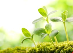  林昱森：診治精銳輩出 放手迎戰肺癌 