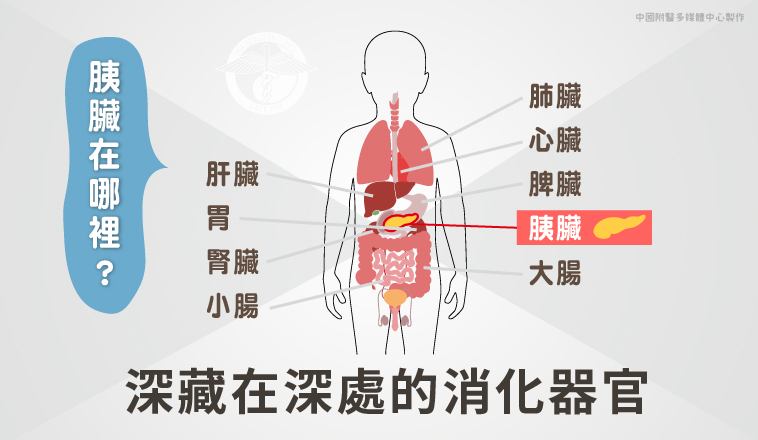 楊其穎醫師|胰臟位於腹部的深處，功能是負責控制血糖和分泌消化酵素